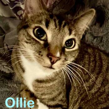 Domestic Short Hair Cats Available for Adoption in Reston, Virginia - Ollie (Bonded With Smokey) | PetCurious