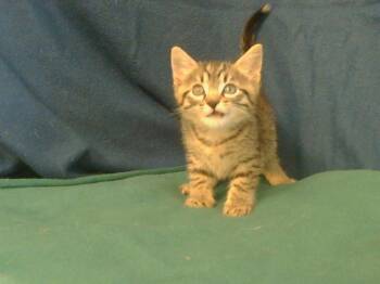 Rescue Domestic Short Hair Cats for Adoption in Sacramento, California - A901126 | PetCurious