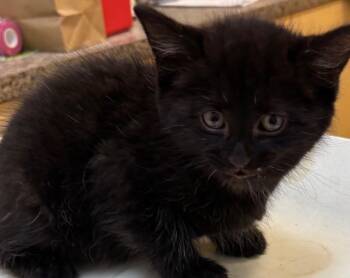 Domestic Short Hair Cats Available for Adoption in Elizabethton, Tennessee - ELVIS | PetCurious