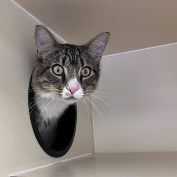Rudolph -  Domestic Short Hair Cat for Adoption in Philadelphia, Pennsylvania - Rudolph | PetCurious