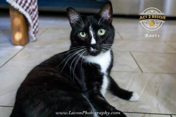 Domestic Short Hair Cats Available for Adoption - Boots 4 | PetCurious