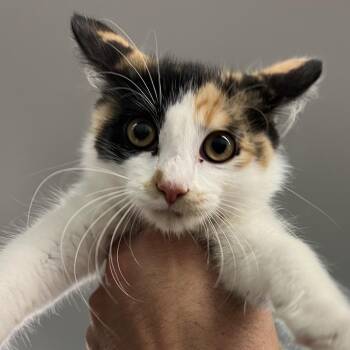 Sophie -  Domestic Medium Hair and Domestic Long Hair Cat for Adoption in Manhattan, Kansas - Sophie | PetCurious