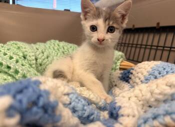 Cloud -  Domestic Short Hair Cat for Adoption in Batesville, Arkansas - Cloud | PetCurious