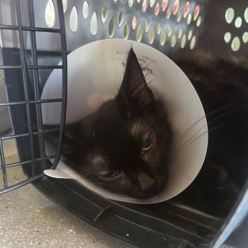 Bluebonnet -  Domestic Long Hair Cat for Adoption in Leander, Texas - Bluebonnet | PetCurious