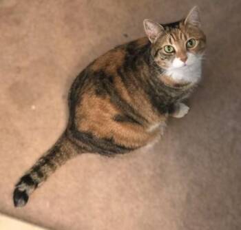 Autumn -  Domestic Short Hair Cat for Adoption in Fairfax, Virginia - Autumn | PetCurious