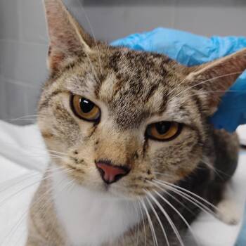 Domestic Short Hair Cats Available for Adoption in Summerville, South Carolina - Giselle | PetCurious