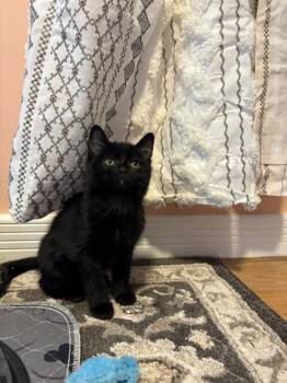Judy Hopps -  Domestic Short Hair Cat for Adoption in Fort Collins, Colorado - Judy Hopps | PetCurious