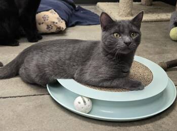 Rescue Domestic Short Hair Cats for Adoption in Larned, Kansas - Storm | PetCurious