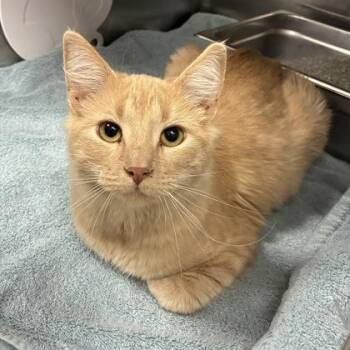 Marlowe -  Domestic Medium Hair and Domestic Short Hair Cat for Adoption in Wheaton, Illinois - Marlowe | PetCurious