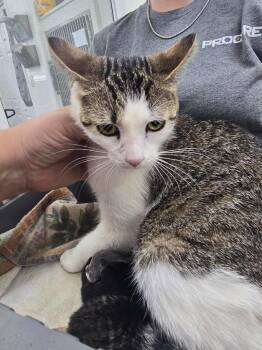 Lyric -  Domestic Short Hair Cat for Adoption in Glenfield, New York - Lyric | PetCurious