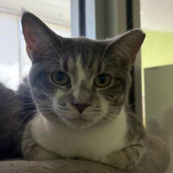 Dioetta -  Domestic Short Hair Cat for Adoption in Chicago, Illinois - Dioetta | PetCurious
