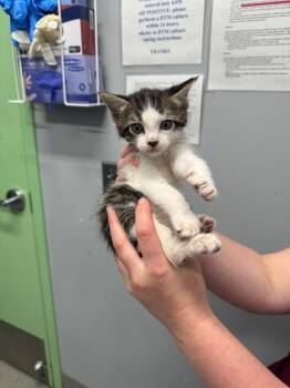Grasshopper -  Domestic Short Hair Cat for Adoption in Bloomington, Indiana - Grasshopper | PetCurious
