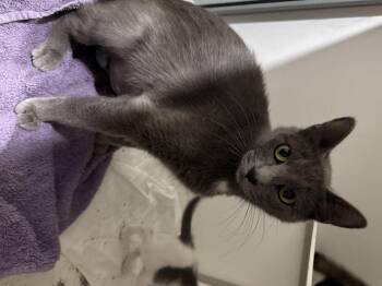 Rescue Russian Blue and Domestic Short Hair Cats for Adoption in Breese, Illinois - Waverly | PetCurious
