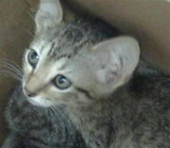 AANG -  Domestic Long Hair Cat for Adoption in Dallas, Texas - AANG | PetCurious