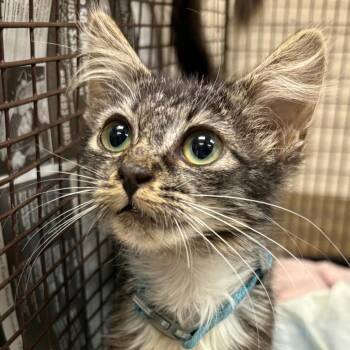 DELETE ME -  Domestic Short Hair Cat for Adoption in San Antonio, Texas - DELETE ME | PetCurious
