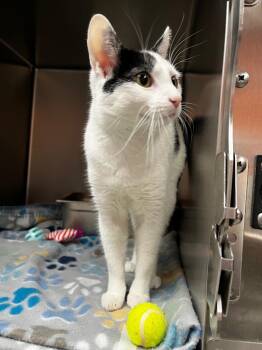 Kiki -  Domestic Short Hair Cat for Adoption in Logan, Utah - Kiki | PetCurious