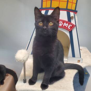 Rescue Domestic Short Hair Cats for Adoption in Decherd, Tennessee - Shania Twain | PetCurious