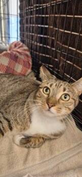 Willa -  Domestic Short Hair Cat for Adoption in Vero Beach, Florida - Willa | PetCurious