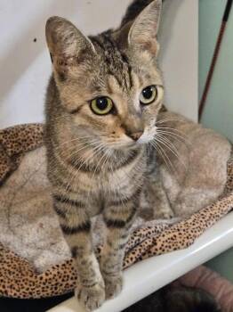 Domestic Short Hair Cats Available for Adoption in Hudson, New Hampshire - Winter | PetCurious