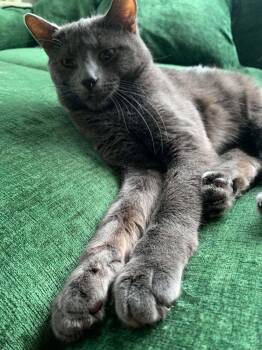 Titan -  Domestic Short Hair Cat for Adoption in Chicago, Illinois - Titan | PetCurious