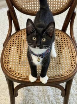 Pebbles (bonded with her mama Kali) -  Domestic Short Hair Cat for Adoption in Charlotte, North Carolina - Pebbles (bonded With Her Mama Kali) | PetCurious
