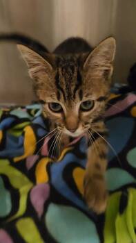 Constitution -  Domestic Short Hair Cat for Adoption in Charleston, South Carolina - Constitution | PetCurious