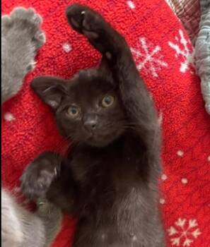 Domestic Short Hair Cats Available for Adoption in Vancouver, Washington - Pickwick | PetCurious