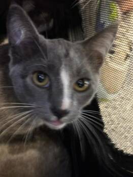 Domestic Short Hair Cats Available for Adoption in Palmetto, Florida - A136618 | PetCurious