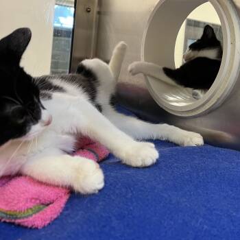 Rescue Domestic Short Hair Cats for Adoption in York, Pennsylvania - Danny Tanner | PetCurious