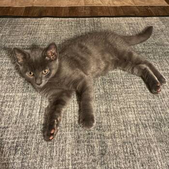Finley -  Russian Blue Cat Available for Adoption in Carmel, Indiana - Finley | PetCurious