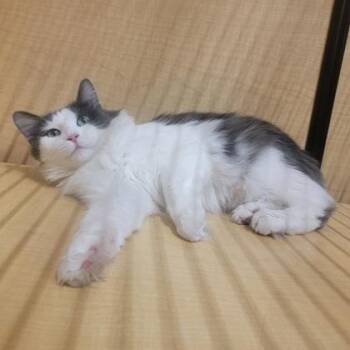 Rescue American Bobtail Cats for Adoption in Warr Acres, Oklahoma - Ava | PetCurious