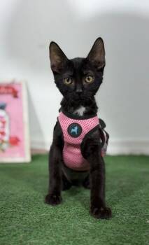 Chardonnay-One of our Amazing Rescue Cats -  Bombay and Domestic Short Hair Cat for Adoption in Carlsbad, California - Chardonnay-One Of Our Amazing Rescue Cats | PetCurious