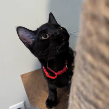 Astrid -  Domestic Short Hair Cat for Adoption in La Grange, Kentucky - Astrid | PetCurious