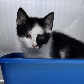 Domestic Short Hair Cats Available for Adoption in Baltimore, Maryland - Elmo | PetCurious