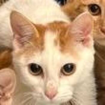 Casey Kelp -  Domestic Short Hair Cat for Adoption in Lake Jackson, Texas - Casey Kelp | PetCurious