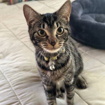 Rescue American Shorthair Cats for Adoption in Glenelg, Maryland - Miss Muffett (Marble) | PetCurious