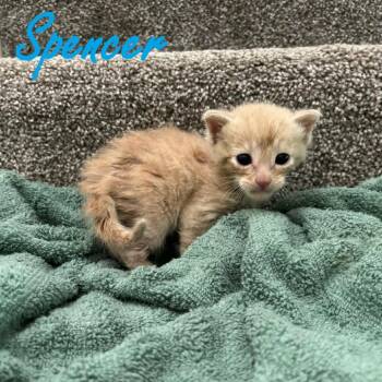 Spencer -  American Shorthair Cat for Adoption in Spring Hill, Kansas - Spencer | PetCurious