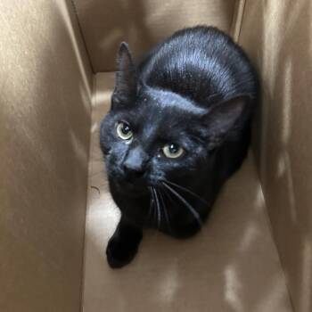 Domestic Short Hair Cats Available for Adoption - Bon Bon | PetCurious