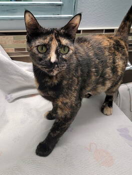 Rescue Domestic Short Hair Cats for Adoption in Tampa, Florida - Halo | PetCurious