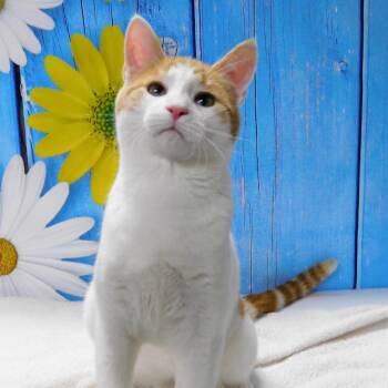 Paul -  Domestic Short Hair Cat for Adoption in Peoria, Illinois - Paul | PetCurious