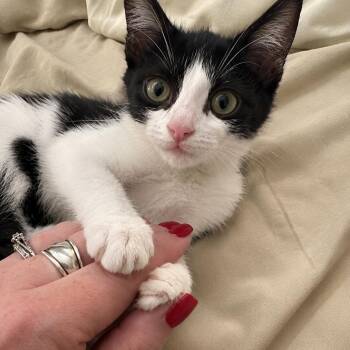 Ponga -  Domestic Short Hair Cat for Adoption in Houston, Texas - Ponga | PetCurious