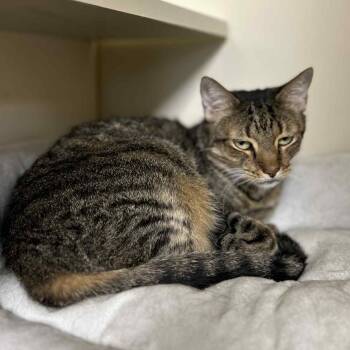 Rescue Domestic Short Hair Cats for Adoption in Myerstown, Pennsylvania - Be-Be | PetCurious