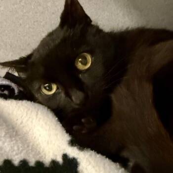 Domestic Short Hair Cats Available for Adoption in Lansing, Michigan - Circe | PetCurious