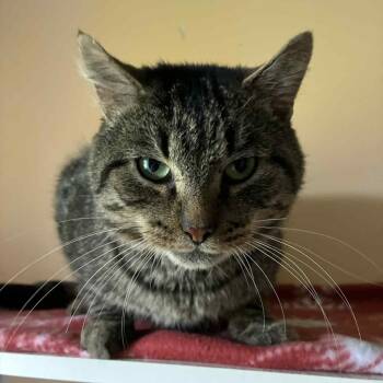Rescue Tabby and Domestic Short Hair Cats for Adoption in Shippenville, Pennsylvania - Silas | PetCurious