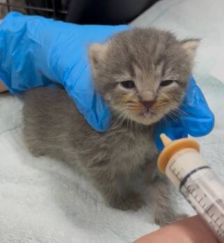 Hudson -  Domestic Medium Hair Cat Available for Adoption in Grants Pass, Oregon - Hudson | PetCurious