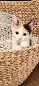 SNICKERS -  Calico Cat for Adoption in Orlando, Florida - SNICKERS | PetCurious