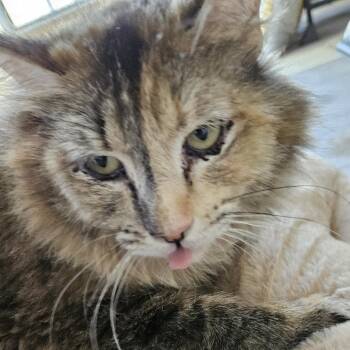 Presley -  Domestic Medium Hair Cat for Adoption in Westminster, California - Presley | PetCurious