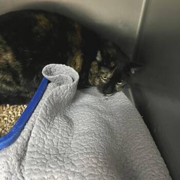 Domestic Short Hair Cats Available for Adoption - Laverne | PetCurious