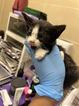 Rescue Domestic Short Hair Cats for Adoption in Grand Prairie, Texas - INSTAGRAM | PetCurious