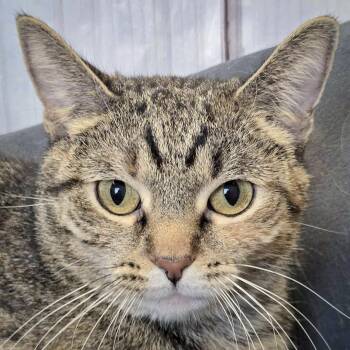 Rescue Torbie and Domestic Short Hair Cats for Adoption in Huntley, Illinois - Penny | PetCurious